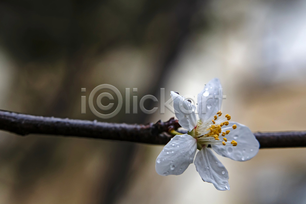 사람없음 JPG 근접촬영 아웃포커스 포토 해외이미지 꽃수술 나뭇가지 물방울 벚꽃 벚나무 야외 이슬