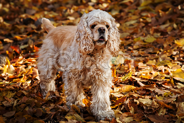 산책 사람없음 JPG 포토 해외이미지 가을(계절) 강아지 낙엽 반려견 반려동물 야외 주간 코커스패니얼 한마리