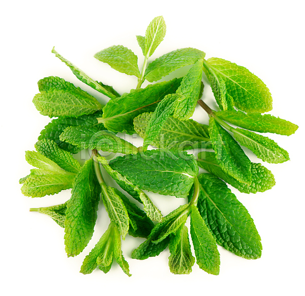 사람없음 JPG 포토 해외이미지 민트 스피어민트 잎 초록색 향신료 허브