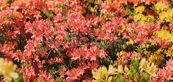 사람없음 JPG 포토 해외이미지 강렬 개화 공원 꽃 꽃무늬 꽃잎 내추럴 노란색 백그라운드 벚꽃 보라색 봄 분홍색 뷰티 빨간색 식물 야외 원예 잎 자연 장식 정원 진달래 초록색 컬러풀 해외포토 흰색