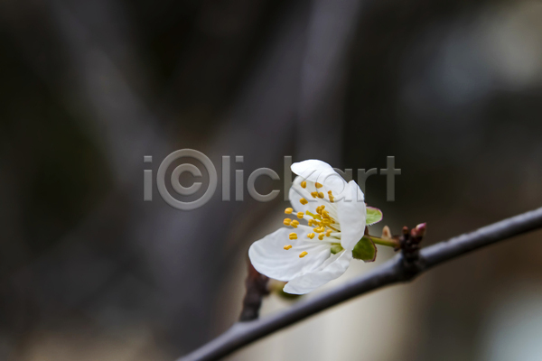 사람없음 JPG 근접촬영 아웃포커스 포토 해외이미지 꽃수술 나뭇가지 벚꽃 벚나무 야외 잎