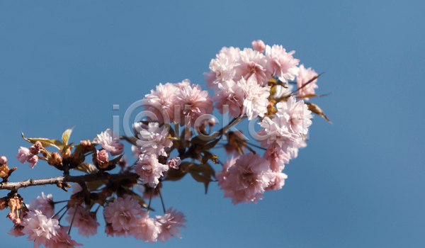 사람없음 JPG 포토 해외이미지 꽃 벚꽃 벚나무 봄꽃 분홍색 야외 주간