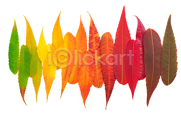 사람없음 JPG 포토 해외이미지 가을(계절) 낙엽 단풍 오브젝트 컬러풀