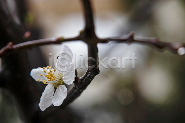 사람없음 JPG 근접촬영 아웃포커스 포토 해외이미지 꽃수술 나뭇가지 벚꽃 벚나무 야외