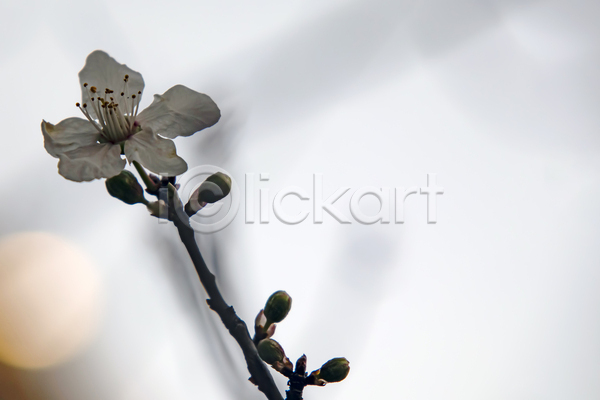 사람없음 JPG 근접촬영 아웃포커스 포토 해외이미지 꽃봉오리 꽃수술 나뭇가지 벚꽃 벚나무 야외
