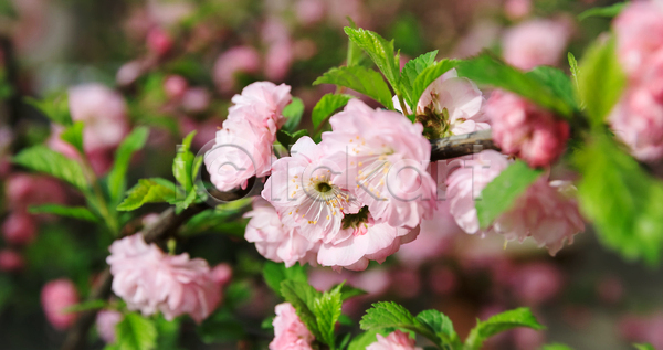 사람없음 JPG 소프트포커스 아웃포커스 포토 해외이미지 꽃 벚꽃 봄꽃 분홍색 야외 주간