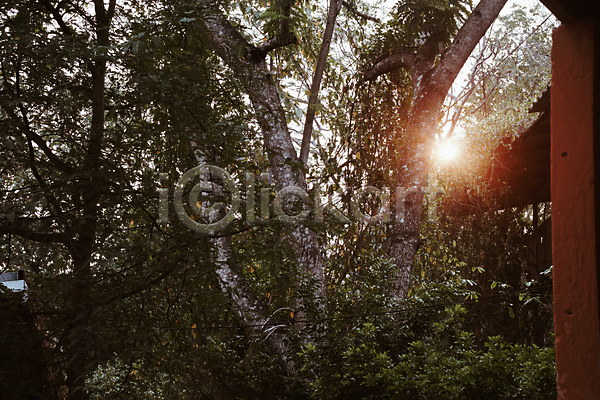 평화 사람없음 JPG 포토 해외이미지 공원 나무 나뭇가지 내추럴 빛 새벽 숲 시골 아침 야외 일몰 일출 잎 자연 장면 태양 풍경(경치) 햇빛 환경 황무지