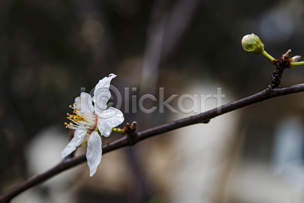 사람없음 JPG 근접촬영 아웃포커스 포토 해외이미지 꽃봉오리 꽃수술 나뭇가지 벚꽃 벚나무 야외