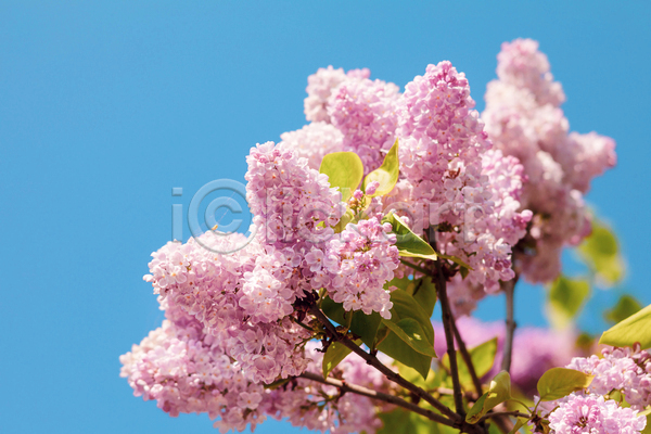 사람없음 JPG 아웃포커스 포토 해외이미지 꽃 라일락 분홍색 야외 주간
