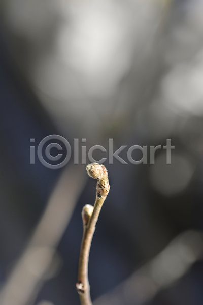 사람없음 JPG 포토 해외이미지 갈색 개암 겨울 꽃 나무 나뭇가지 닫기 식물 야외 자연