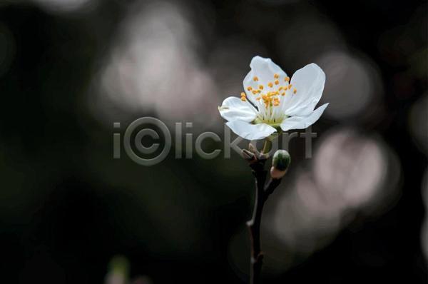 사람없음 EPS 일러스트 해외이미지 꽃봉오리 꽃수술 나뭇가지 벚꽃 벚나무 야외