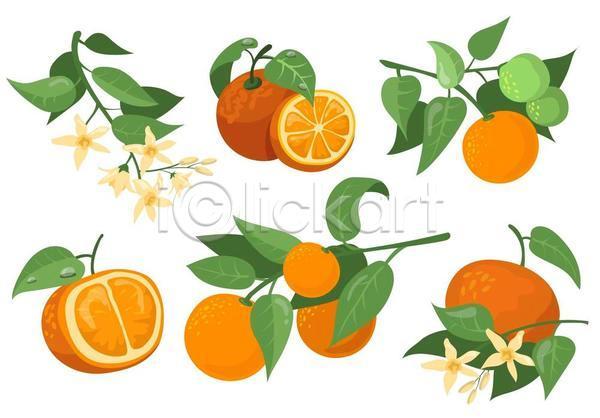 사람없음 EPS 일러스트 해외이미지 나뭇가지 반쪽 여러개 오렌지 오렌지꽃 오렌지나무 오렌지조각 잎