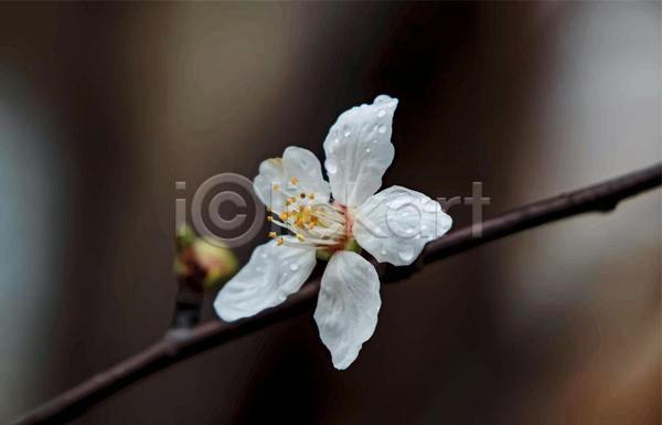 사람없음 EPS 일러스트 해외이미지 꽃봉오리 꽃수술 나뭇가지 벚꽃 벚나무 야외