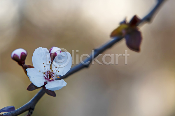 사람없음 JPG 근접촬영 아웃포커스 포토 해외이미지 꽃봉오리 꽃수술 나뭇가지 벚꽃 벚나무 야외 잎
