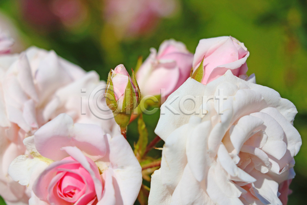 사람없음 JPG 근접촬영 아웃포커스 포토 해외이미지 꽃 꽃봉오리 분홍색 야외 장미 주간