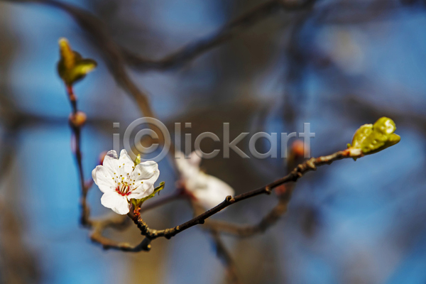 우아함 사람없음 JPG 포토 해외이미지 나뭇가지 벚꽃 자연 하늘