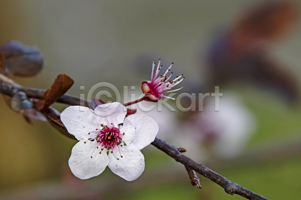 우아함 사람없음 JPG 포토 해외이미지 나뭇가지 벚꽃 자연