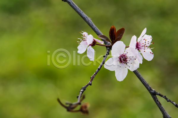 우아함 사람없음 JPG 포토 해외이미지 나뭇가지 벚꽃 잎 자연