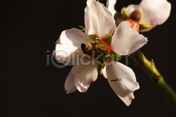 사람없음 JPG 아웃포커스 포토 해외이미지 꽃 꽃잎 꿀벌 백그라운드 벌(곤충)