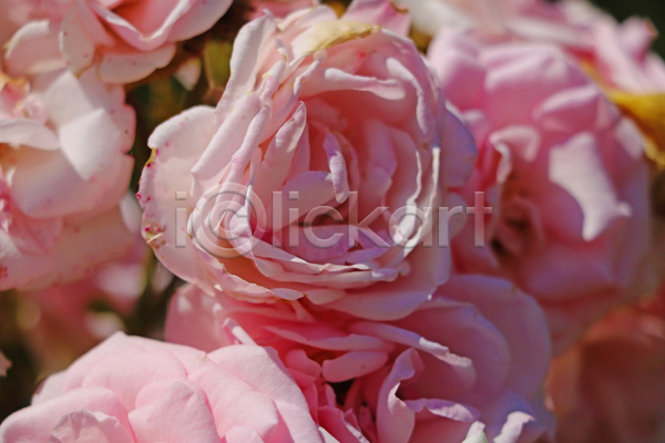사람없음 JPG 근접촬영 아웃포커스 포토 해외이미지 꽃 분홍색 야외 장미 주간