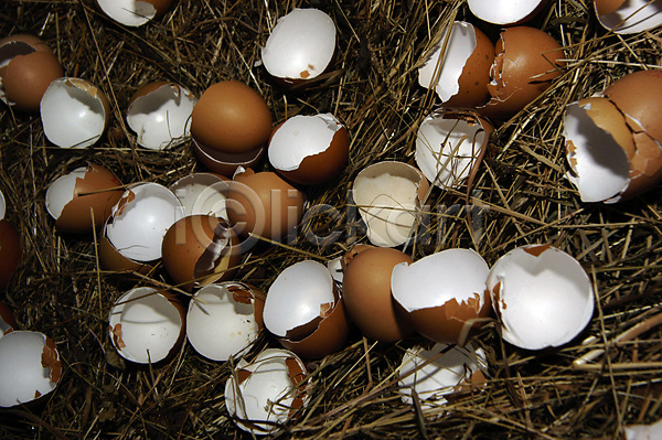 사람없음 JPG 포토 해외이미지 가축 경제 계란 농부 농업 농장 단백질 동물 밭일 승진 영양소 음식 치킨