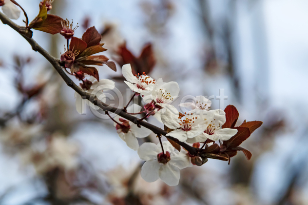 우아함 사람없음 JPG 포토 해외이미지 나뭇가지 벚꽃 잎 자연 하늘