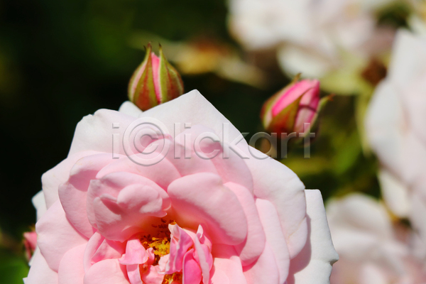 사람없음 JPG 근접촬영 아웃포커스 포토 해외이미지 꽃 꽃봉오리 분홍색 야외 주간