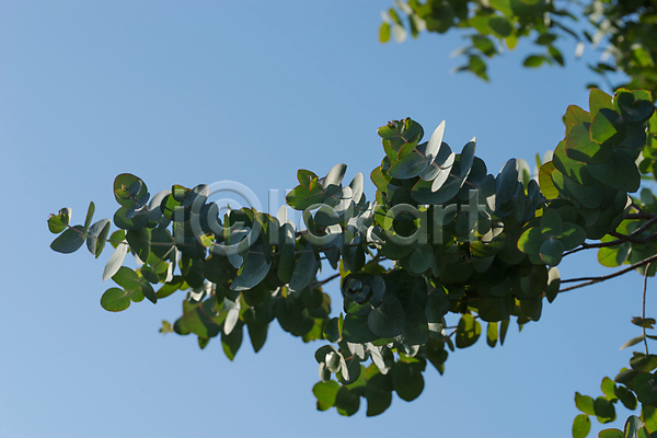 사람없음 JPG 포토 해외이미지 나뭇가지 백그라운드 식물 잎 자연 파란색 하늘
