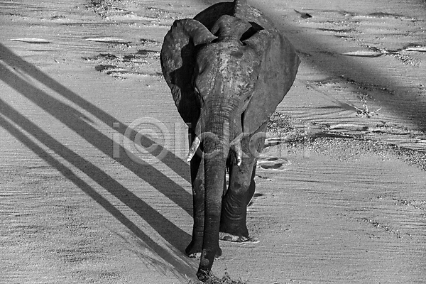 보호 환경보전 남자 사람없음 아기 여자 JPG 포토 해외이미지 걷기 남아프리카 내추럴 동물 멸종 사바나 사파리 상아 생태학 서식지 아프리카 야생동물 야외 여행 자연 초식동물 코끼리 큼 포유류 환경 황무지