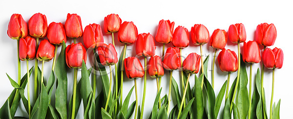 신선 활발 사람없음 JPG 포토 해외이미지 공원 꽃 꽃무늬 꽃잎 내추럴 노란색 많음 백그라운드 벚꽃 벽지 봄 분홍색 뷰티 빗방울 빨간색 생일 식물 여름 오렌지 우주 잎 자연 전구 정상 정원 초록색 축제 컬러풀 크림 텍스트 튤립 해외포토 흰색