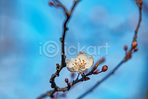 우아함 사람없음 JPG 포토 해외이미지 나뭇가지 벚꽃 자연 하늘