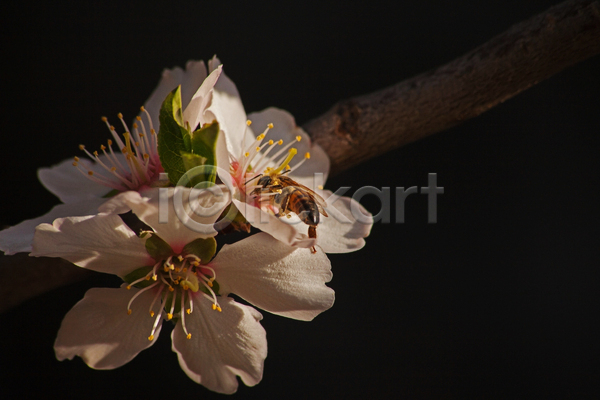사람없음 JPG 근접촬영 포토 해외이미지 꽃 꽃잎 꿀벌 나뭇가지 벌(곤충) 벚꽃 봄