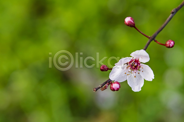 우아함 사람없음 JPG 포토 해외이미지 나뭇가지 벚꽃 자연