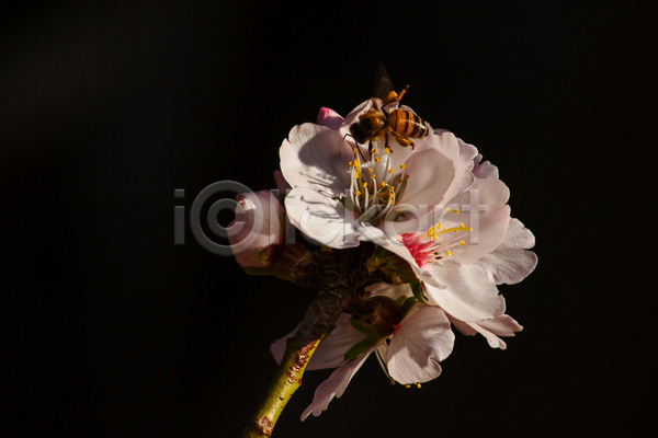 사람없음 JPG 근접촬영 포토 해외이미지 꽃 꽃잎 꿀벌 벌(곤충) 어둠