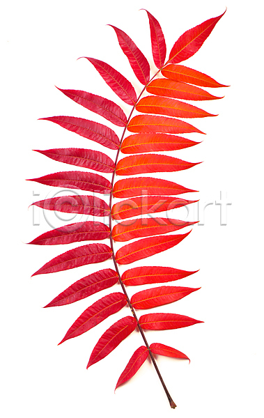 사람없음 JPG 포토 해외이미지 가을(계절) 낙엽 단풍 빨간색 오브젝트