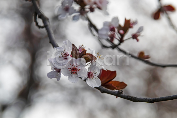 우아함 사람없음 JPG 포토 해외이미지 나뭇가지 벚꽃 잎 자연