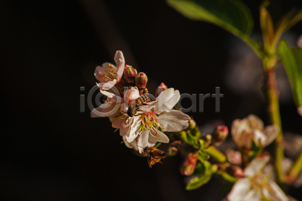 사람없음 JPG 근접촬영 소프트포커스 포토 해외이미지 꽃 꽃잎 꿀벌 나뭇가지 벌(곤충) 벚꽃