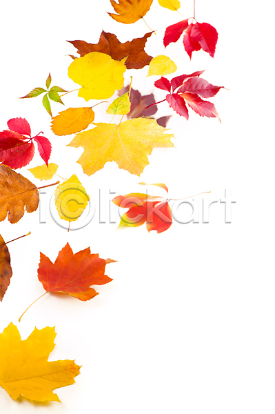 사람없음 JPG 포토 해외이미지 가을(계절) 낙엽 단풍 오브젝트