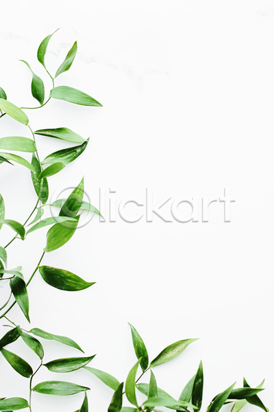사람없음 JPG 포토 해외이미지 미니멀 실내 잎 초록색 카피스페이스 풀(식물) 흰색