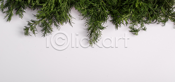 성장 신선 사람없음 JPG 포토 해외이미지 건강 고립 공백 나뭇가지 내추럴 다발 딜 먹기 발사 배너 백그라운드 벽지 뼈대 식물 싱글 양념 우주 유기농 음식 잎 자연 재료 조미료 채소 채식주의자 초록색 카피스페이스 해외포토 향 향신료 허브 흰배경 흰색