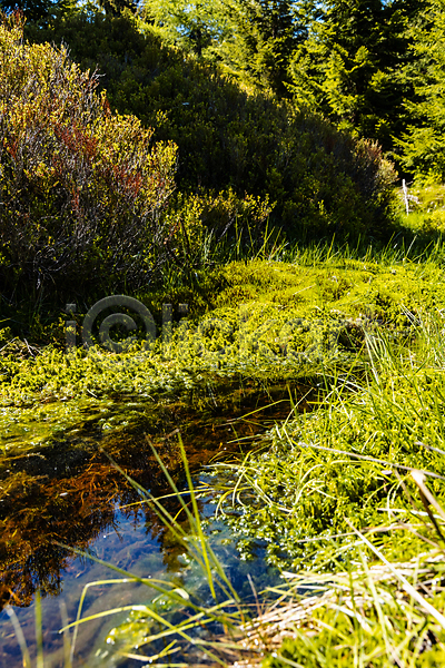 사람없음 JPG 포토 해외이미지 강 개울 공원 나무 내추럴 물 뷰티 산 숲 식물 야외 여름(계절) 여행 유럽 자연 작음 초록색 파란색 폴란드 풍경(경치) 하늘 환경