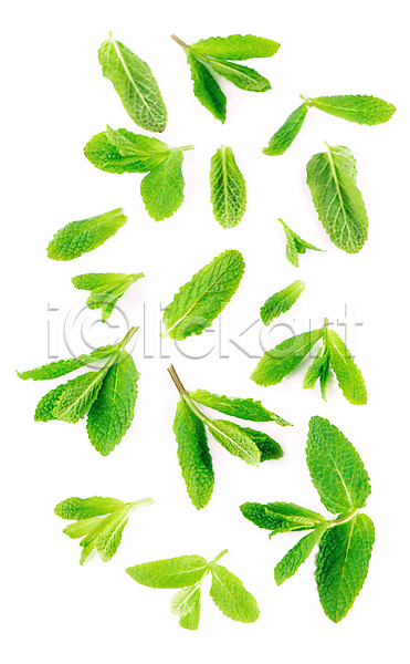 사람없음 JPG 포토 해외이미지 민트 스피어민트 잎 초록색