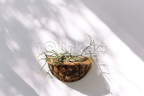사람없음 JPG 포토 해외이미지 그림자 둥지 스튜디오촬영 여름(계절) 오브젝트 풀(식물) 화분