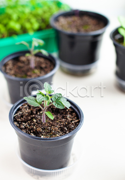 사람없음 JPG 포토 해외이미지 모종 식물 원예 잎 토마토 흙