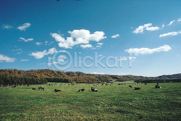 사람없음 JPG 포토 가축 구름(자연) 동물 목장 목초지 소 야외 자연 젖소 주간 초식동물 초원(자연) 축산업 포유류 풍경(경치) 하늘