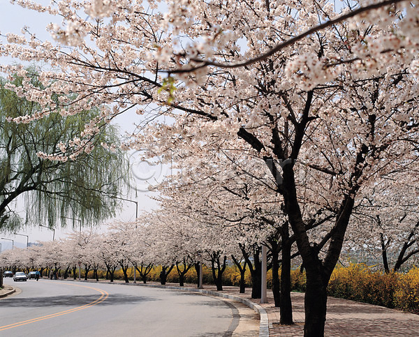 사람없음 JPG 포토 가로수 계절 꽃 도로 버드나무 벚꽃 벚나무 봄 사계절 식물 야외 자연 주간 풍경(경치)