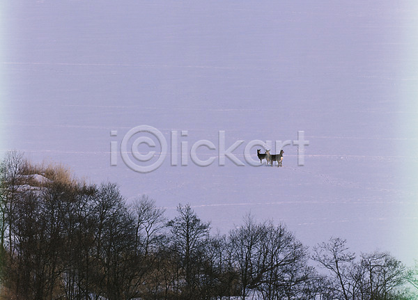 사람없음 JPG 포토 겨울 계절 노루 눈(날씨) 동물 사계절 사슴 설경 설원 야외 자연 주간 초원(자연) 풍경(경치)