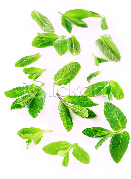 사람없음 JPG 포토 해외이미지 민트 스피어민트 잎 초록색 허브