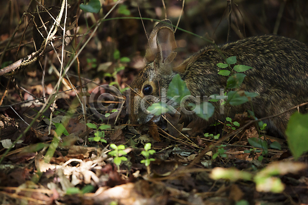 사람없음 JPG 소프트포커스 포토 해외이미지 낙엽 먹기 앉기 야생동물 야외 잎 주간 토끼 한마리