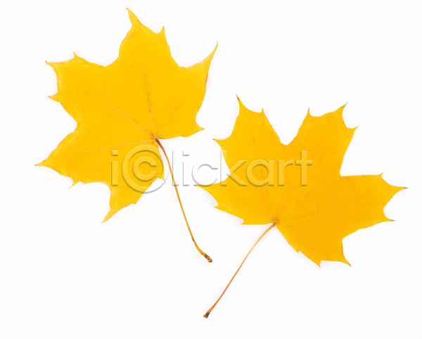 사람없음 JPG 포토 해외이미지 가을(계절) 낙엽 노란색 단풍 오브젝트